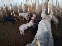 Schweine (Partie, Geschlecht nicht angegeben), Schweine — Foto 3