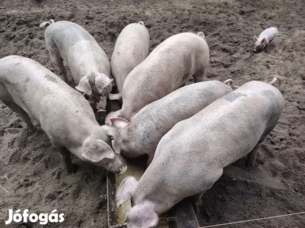 Pigs (batch, sex not specified), Pigs — Hungary