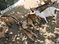 Cabras (lote, sexo no especificado), Cabras — foto 5