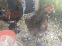 Brahma — foto 4