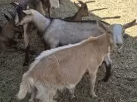 Cabras (lote, sexo no especificado), Alpine goat — foto 4