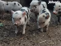 公猪, Pigs — 照片 3