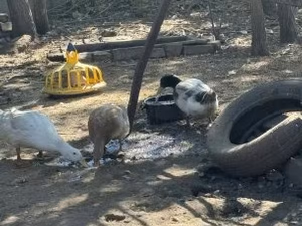 Ducks — Magyarország
