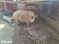 公猪, Мангалица — 照片 2