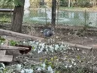 Guinea fowl — फ़ोटो 2