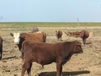 सांड, कल्मिक नस्ल — फ़ोटो 3
