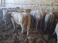 Byk, Charolais cattle — zdjęcie 1
