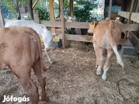 Bulle, Simmental cattle — Foto 5