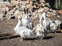 Geese — photo 6