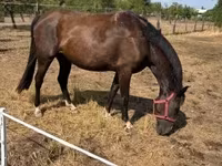 母马, Nonius horse — 照片 2