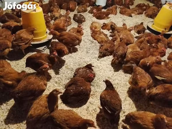 Chickens — 匈牙利