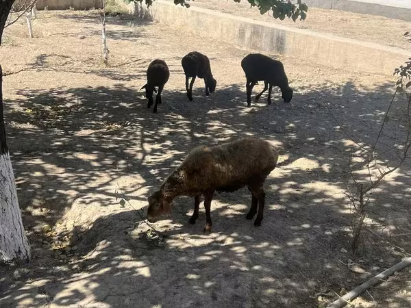 Beran, Ovce
