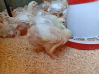 Chickens — 2-сурет