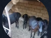 母羊, Sheep — 照片 3