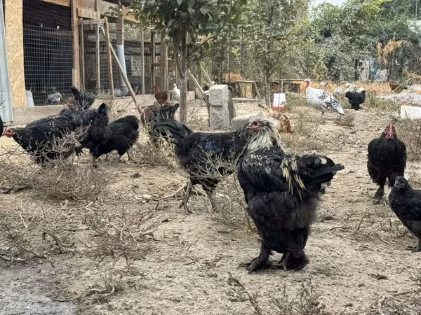 Chickens