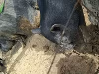 Boar, Вьетнамская вислобрюхая — photo 3