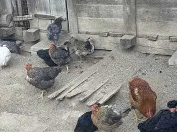 Chickens — Hungary