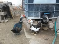 Ducks — zdjęcie 7