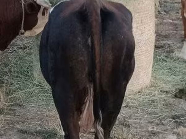 गाय, भूरा लातवियाई