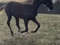 Hing, Rocky Mountain Horse — 2. fotó