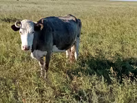 गाय, Simmental cattle — फ़ोटो 7