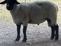 Kos, White Suffolk sheep — 1. fotó