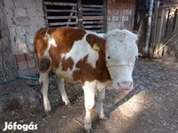 Toro, Raza gris húngara — foto 1