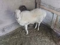 Bélier, Moutons — photo 2