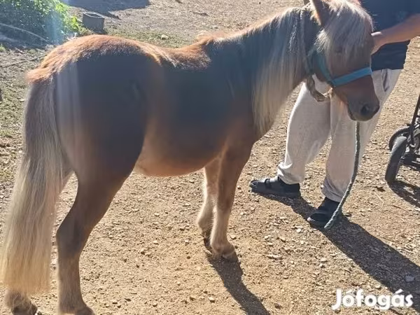 Hing, Shetland Pony