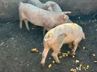 Boar, Pigs — photo 6
