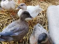 Ducks — photo 2