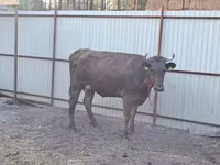 Vaca, Swiss cattle — foto 4