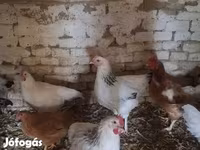 Chickens — 1. fotó
