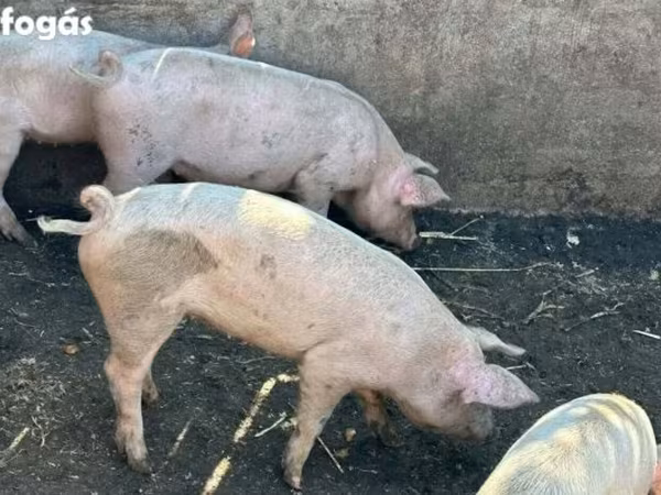 Boar, Pigs