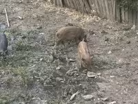 Eber, Schweine — Foto 4