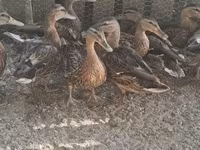 Ducks — photo 2