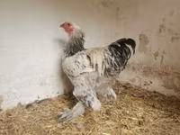 Brahma — zdjęcie 1