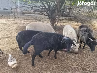 Widder, Merino sheep — Foto 5