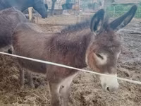 Caballo, Caballos — foto 3