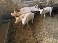 Disznók (tétel, nem megadva), Sertések — 3. fotó
