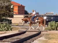 Hing, American paint horse — 4. fotó