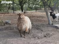 Carnero, Racka sheep — foto 2