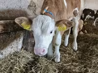 Bull, Simmental cattle — photo 2