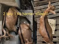 Koza, Kozy — zdjęcie 2