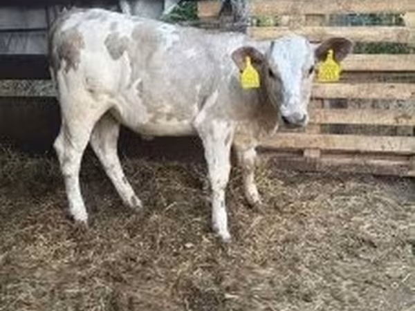Taureau, Charolais cattle — Hongrie