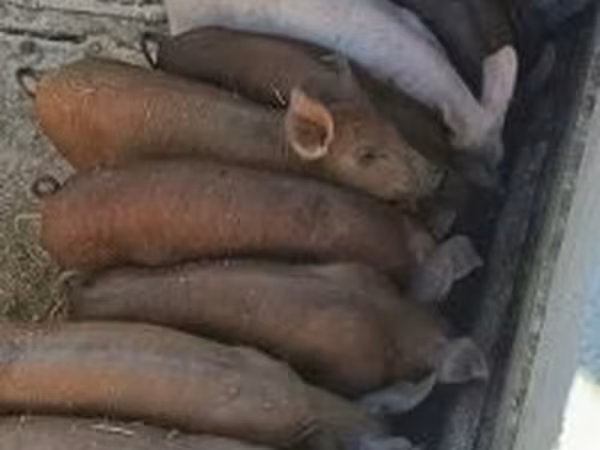 Pigs (batch, sex not specified), Pigs — Hungary