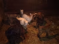 Cabra, Cabras — foto 1