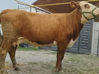 母牛, Simmental cattle — 照片 6