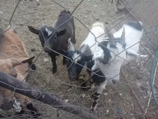 Cabras (lote, sexo não especificado), Cabras