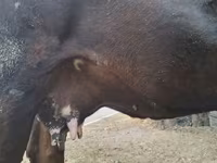 Kuh, Simmental cattle — Foto 6